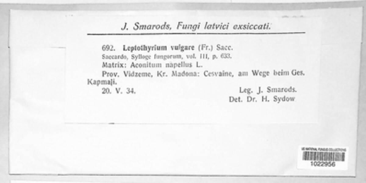 Leptothyrium image